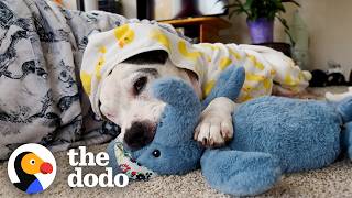 Pittie Who Was In The Shelter For Over 600 Days Is So Spoiled Now | The Dodo screenshot 4