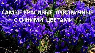 СУПЕР ЭФФЕКТНЫЕ ЛУКОВИЧНЫЕ с СИНИМИ ЦВЕТАМИ  УКРАСЯТ ВЕСЕННИЙ САД.  ПОСАДИТЕ ИХ ОБЯЗАТЕЛЬНО.