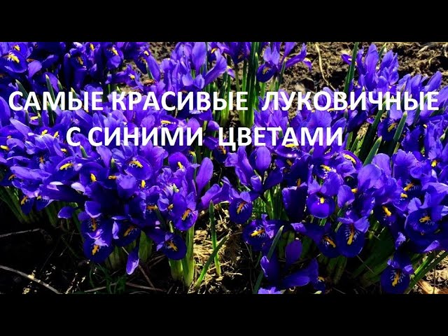 СУПЕР ЭФФЕКТНЫЕ ЛУКОВИЧНЫЕ с СИНИМИ ЦВЕТАМИ УКРАСЯТ ВЕСЕННИЙ САД. ПОСАДИТЕ ИХ ОБЯЗАТЕЛЬНО.