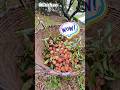Walking in HUMEN | Viajes a China #spain #china #lychee #chinatravel #orchard #tree #shorts #4k