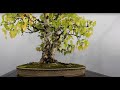 Award winning Bonsai trees