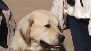 выставка собак Запорожье выставка собак Запорожье