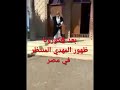 ظهور المهدي المنتظر في مصر