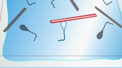 In Vitro Motility Assay