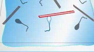 In Vitro Motility Assay