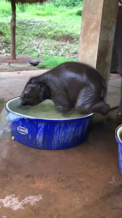 Anak gajah mandi #binatangunik #animalshorts #funny #hewanhidup