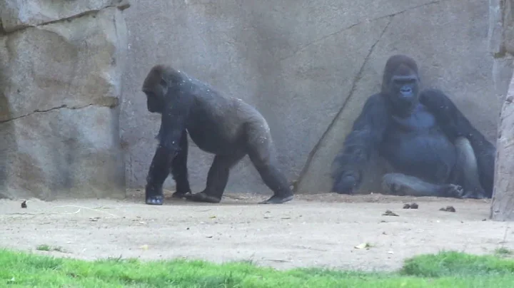 Gorilla Winston Family　ゴリラ　ウィンストン家族の日々　San Diego Safari Park