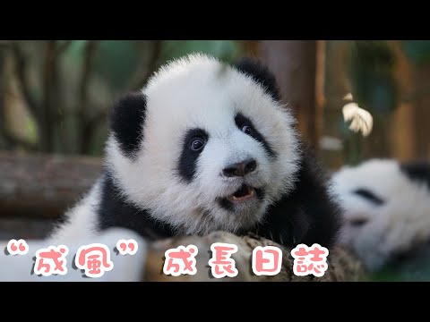 《熊貓主題趴》女神“成風”的成長日誌 | iPanda熊貓頻道