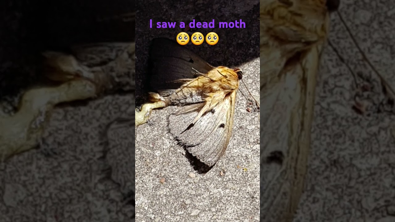 If you love moths, then don't watch this 
