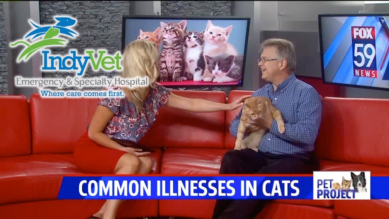 common illnesses in cats