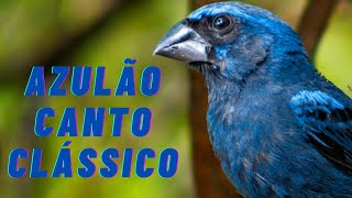 Azulão canto clássico original. Melhor canto de azulão para treinamento