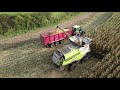 CLAAS LEXION 770 TT (12 Reiher) bei der Körnermaisernte / Ulrich Widmer KG / Altmark / 2021 / 4K