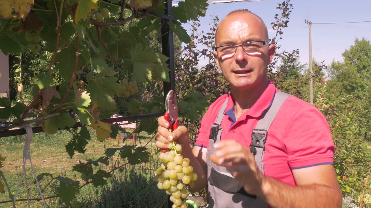 Tajna mog vrta ep. 36 08.10.2021. Moldova, Kopanje rezervoara za vodu, Stajnjak, Muskat Italija