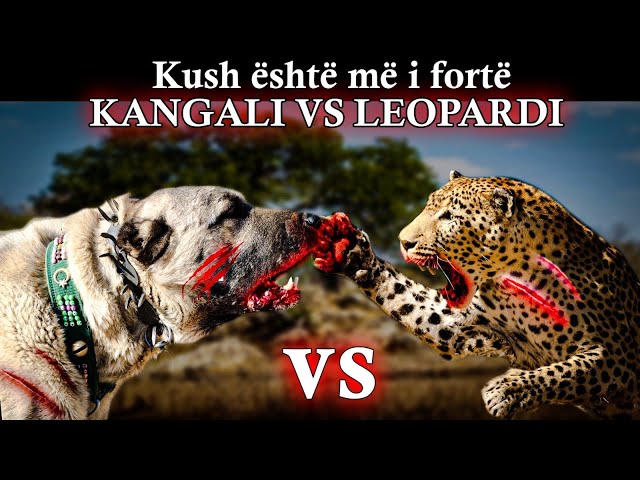 Kangali vs Leopardi, Kush do të fitonte një kundër një | ALB EXPLORER class=