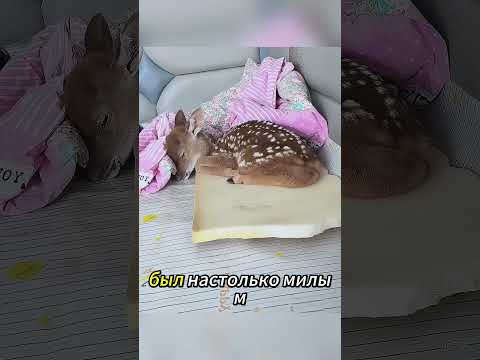 **4 года он был один… Но потеря Уилсона разбила его сердце 😭💔 #shorts**