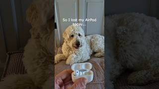 Where is my AirPod..? #dog #airpod #lol #shorts