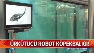 Ürkütücü Robot Köpekbalığı - Atv Haber 15 Ağustos 2019