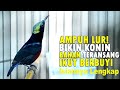 Pancingan Konin Agar Langsung Ngobra Dan Gacor Ocehan Kolibri Ninja Isian Full Mp3 - Mp4 Download