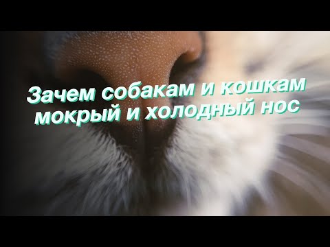 Зачем собакам и кошкам мокрый и холодный нос