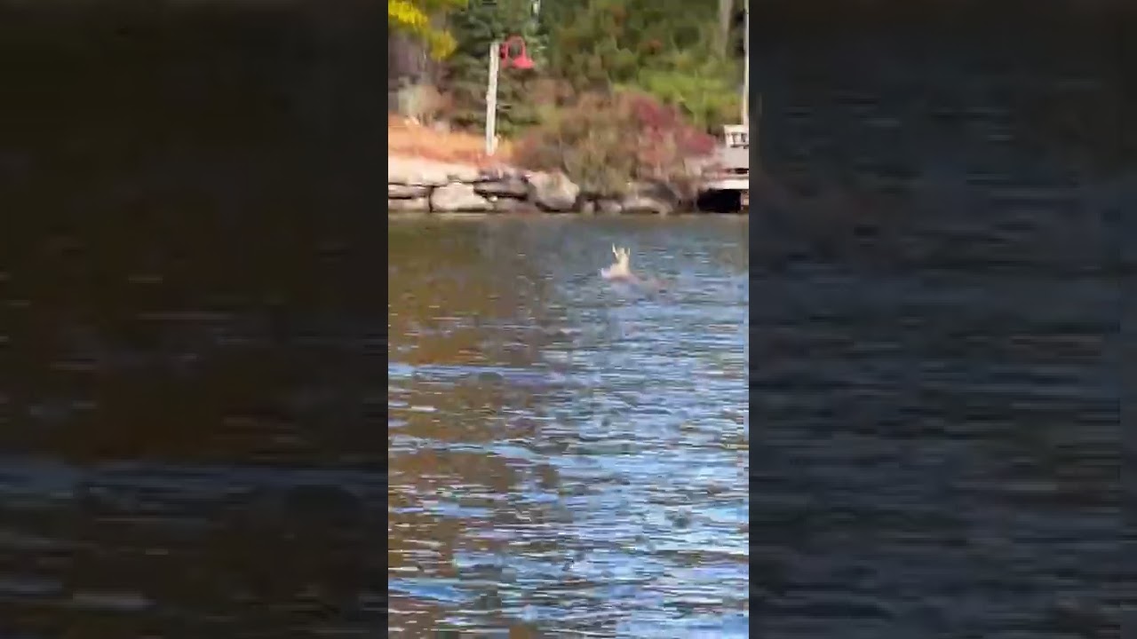 Deer Swimming to an Island on Lake Winnipesaukee