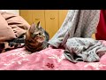 甘えモード全開で飼い主の着替え中も絶対に離れない子猫w