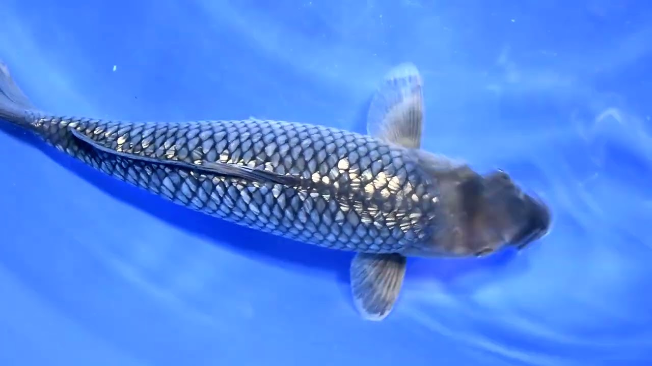 【レア】錦鯉 剥製 額入り 特選錦鯉-K0442 銀鱗五色（新潟県産） - 錦鯉販売・川崎錦鯉店