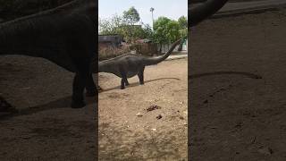 Wolf Near Village #wolf #wildlife #forest #nature #wolfsounds #relaxinwolf #wolfshorts#viralshorts