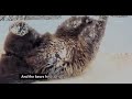 Winter in Libearty Bear Sanctuary