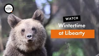 Winter In Libearty Bear Sanctuary