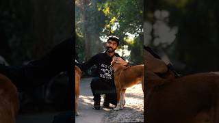 World chess champion Gukesh ka stray dogs pe statement #peepalfarm