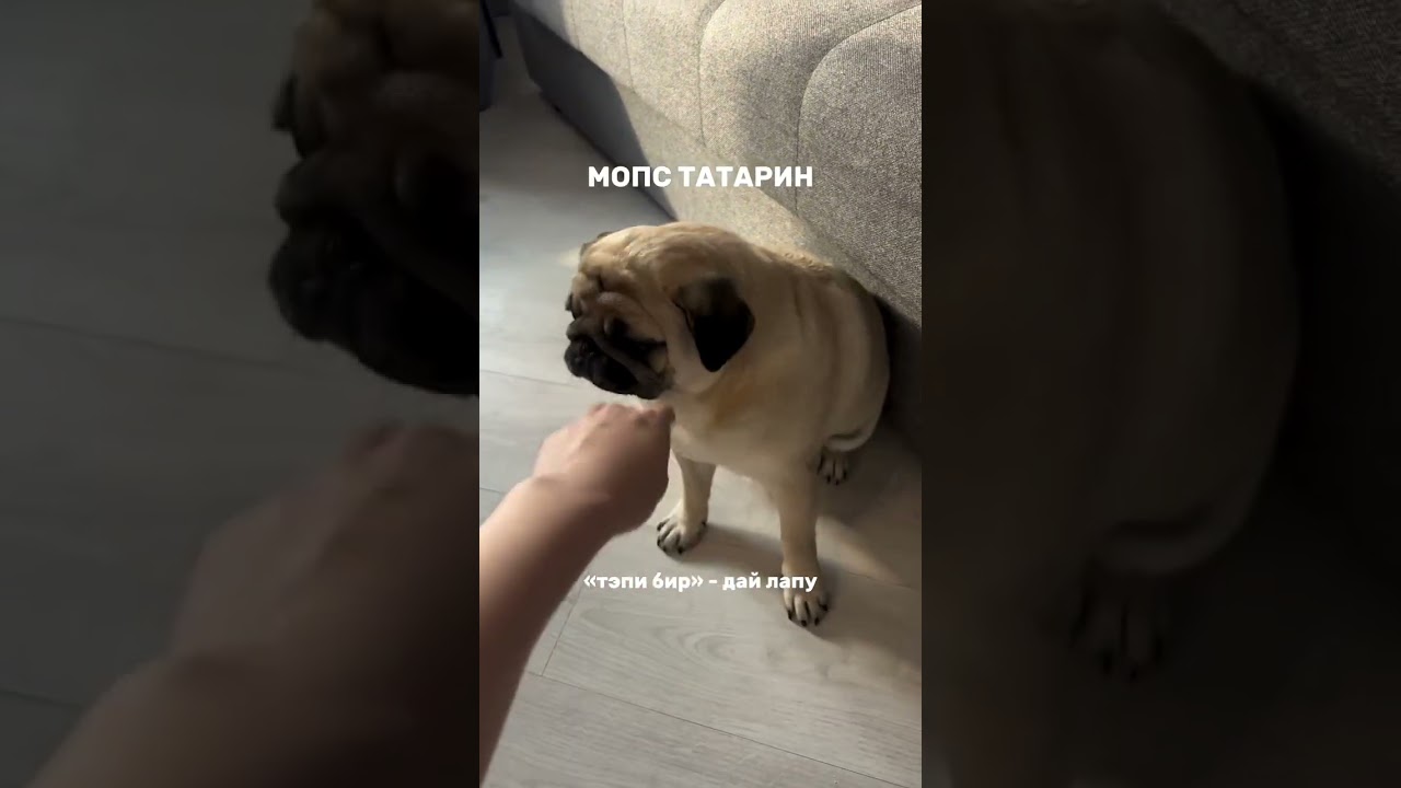 😂 Мопс ТАТАРИН — он понимает язык и хорошо выполняет команды 