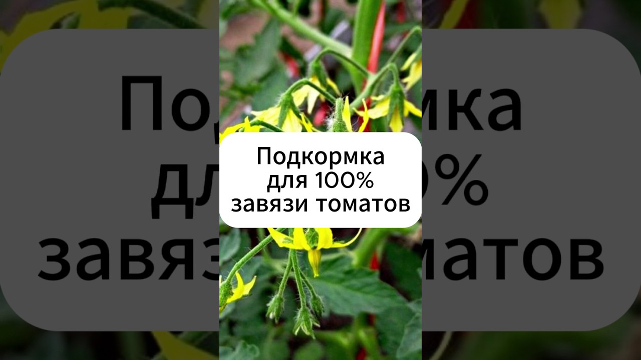 Подкормка для 100% завязи томатов. #огород #дача #томаты #теплица
