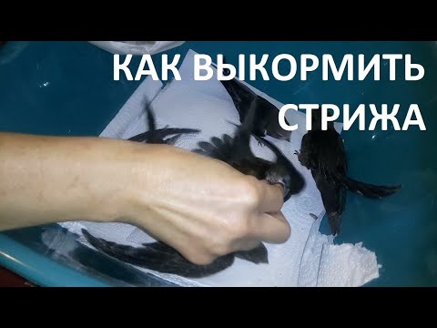 Как выкормить стрижа?