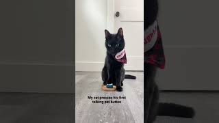 Teach your cat to press a talking button now on our YouTube channel