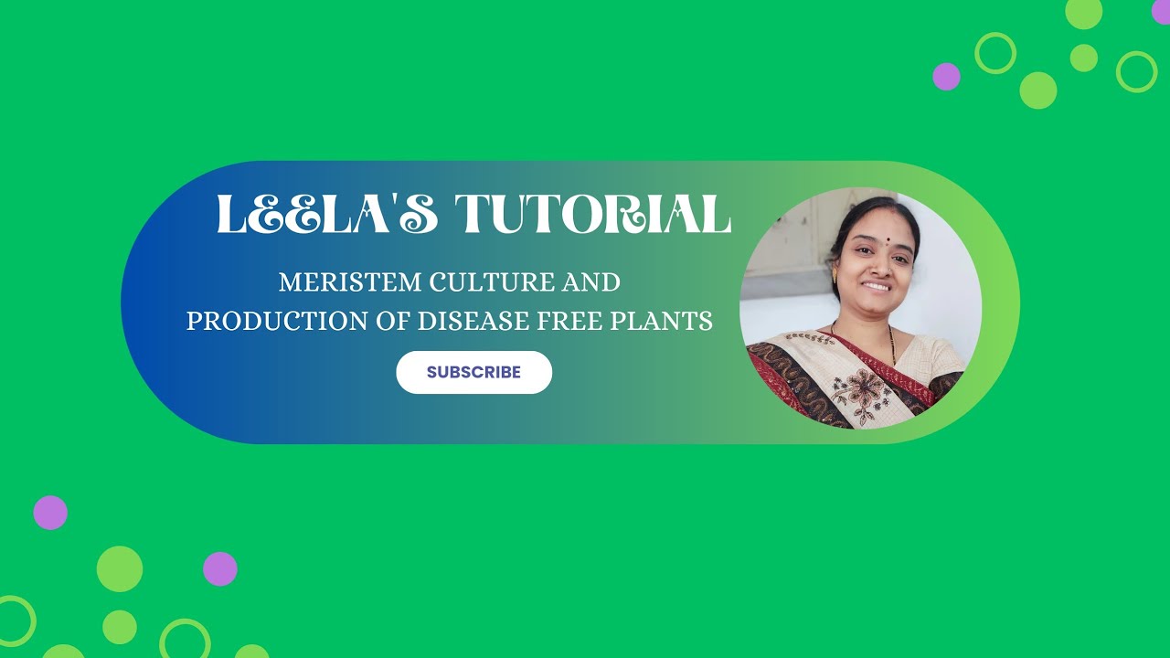 Meristem culture and production of disease free plants- Plant Biotech Lecture 13 