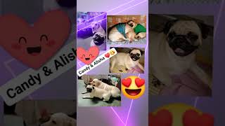 আমর এই পরবরর নতন সদসয আমদর পশ থক আর অনক অনক ভলবস দও