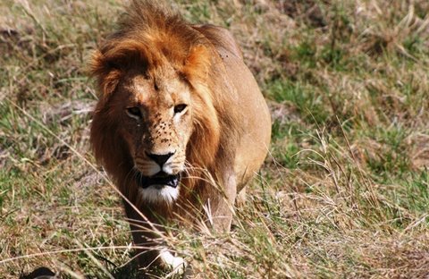 To witness lions eating is one of the best moments you can have on safari, but when does it become a little scary? Well, when you can't see the lions anymore! These events took pace while on safari to Lewa Wildlife Conservancy in Kenya, Africa. www.lewa.org (They do GREAT things for wildlife and the community.) The big male lion featured in this video is wearing a radio collar. They are used at Lewa to help keep track of the lion and to aid them in various research projects. At times the lions eyes will glow. This is due to their special reflective layer called the tapetum lucidum. This helps cats see better much better than we do in the dark. Even though we were in an open jeep, as long as we stayed quiet and within the outline of the jeep we were relatively safe. So they say. Lions needs our help! Please view these various sites for more lion information. http kilimanjarolion.wildlifedirect.org www.lionsforever.com www.bornfree.org.uk *Thanks to my wife for helping me film while I was taking pictures and for not killing me for getting her so close to lion in the dark!