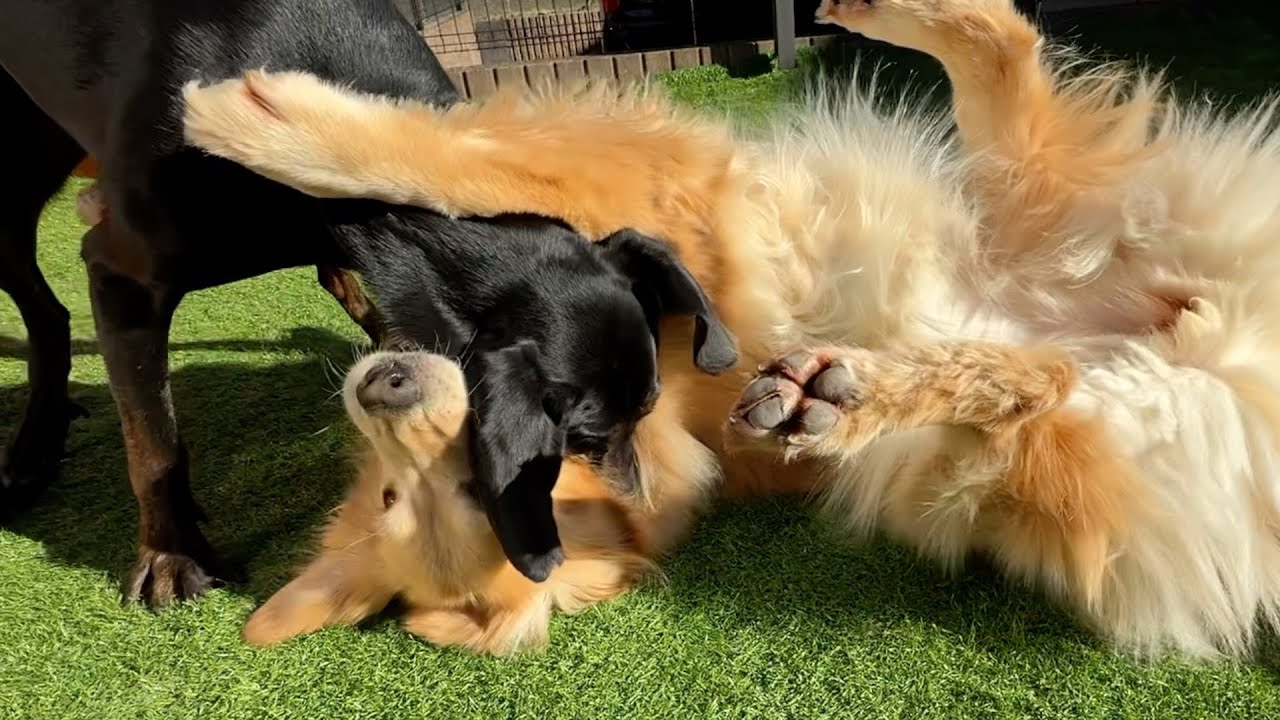 痛くもないのにリアクションが大きいゴールデンレトリバー