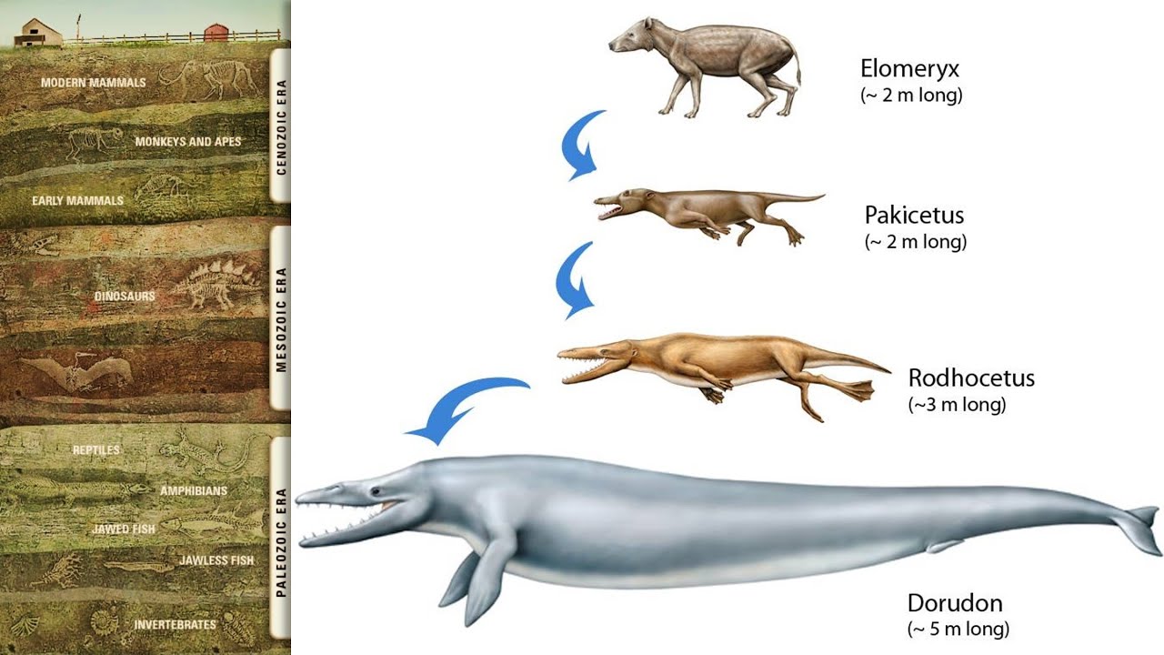 Какие отношения между китом и тунцом. Пакицет Эволюция китообразных. Пакицетус Эволюция. Филогенез кита. Происхождение китообразных схема.