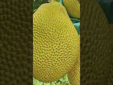 Mít ruột đỏ xài phân bón hiệu Con Lười F35 tại Miền Tây Nam Bộ rất đẹp - youtube