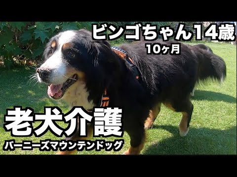 老犬介護 14歳10ヶ月ビンゴちゃん 神様の贈り物って何 バーニーズマウンテンドッグ Youtube