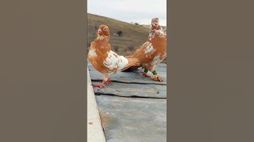 #loft #youtubeshorts