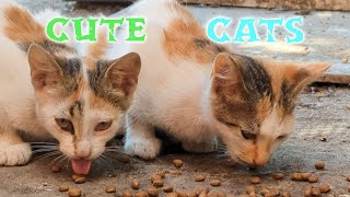 Al Fresco Kitten Feeding: Two Adorable Kittens Enjoying a Scenic Meal