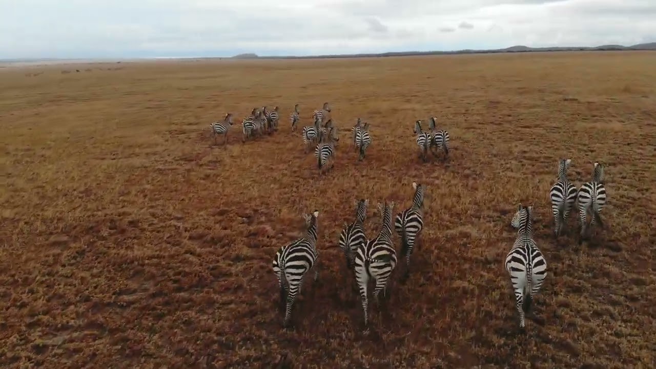 [PointFOOTAGE] Animals - Horses zebra herd running in Savanna - drone XLS - 6168935