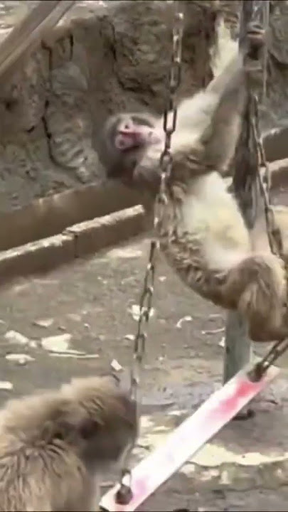 Cheeky Mountain Monkey #vlog #shorts #monkey #japan