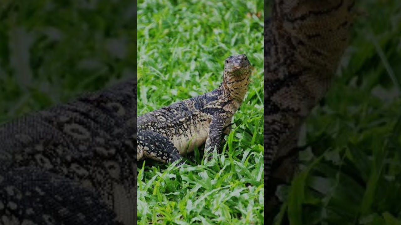 Monitor Lizards Fascinating Predators