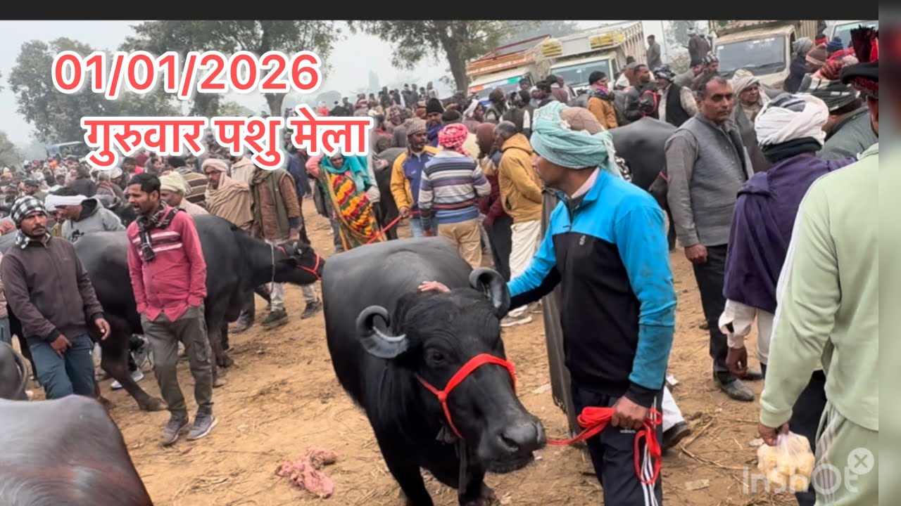 पशु बाजार परसुपुरा (इटावा)  संपर्क करें 🙏 