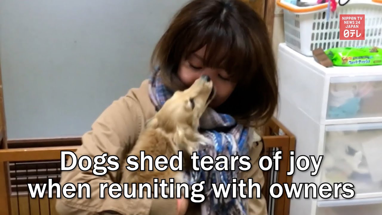 Dogs shed tears of joy when reuniting with owners YouTube