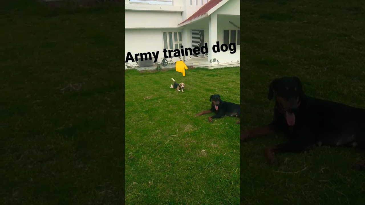 Army trained Beagle walking like soldier 2😲|