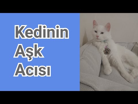 Aşk Acısı Çeken Kedi